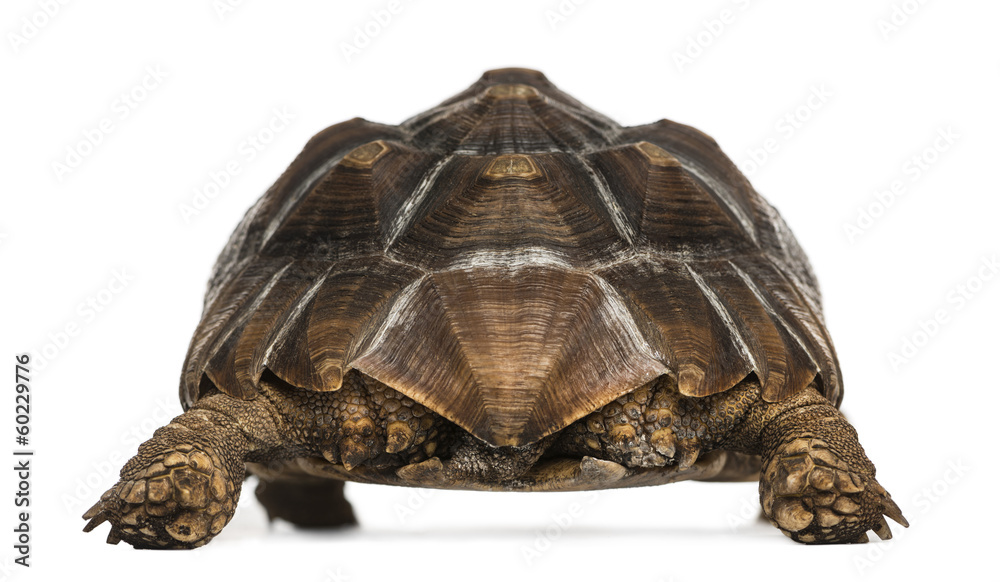Fototapeta premium Rear view of an African Spurred Tortoise standing