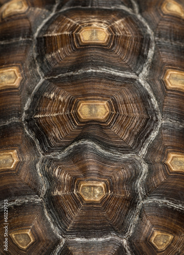 Close-up of an African Spurred Tortoise's carapace