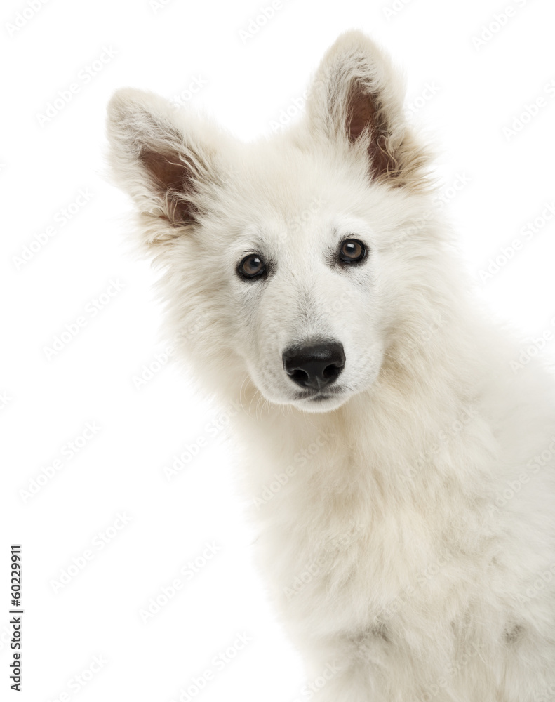 Close-up of a Swiss Shepherd Dog puppy looking at the camera