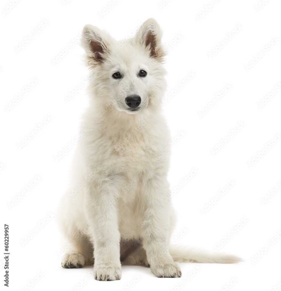 Swiss Shepherd Dog puppy sitting, looking at the camera Swiss Shepherd Dog puppy sitting, looking at the camera
