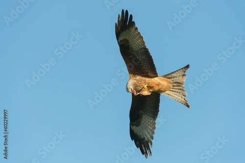 Red Kite