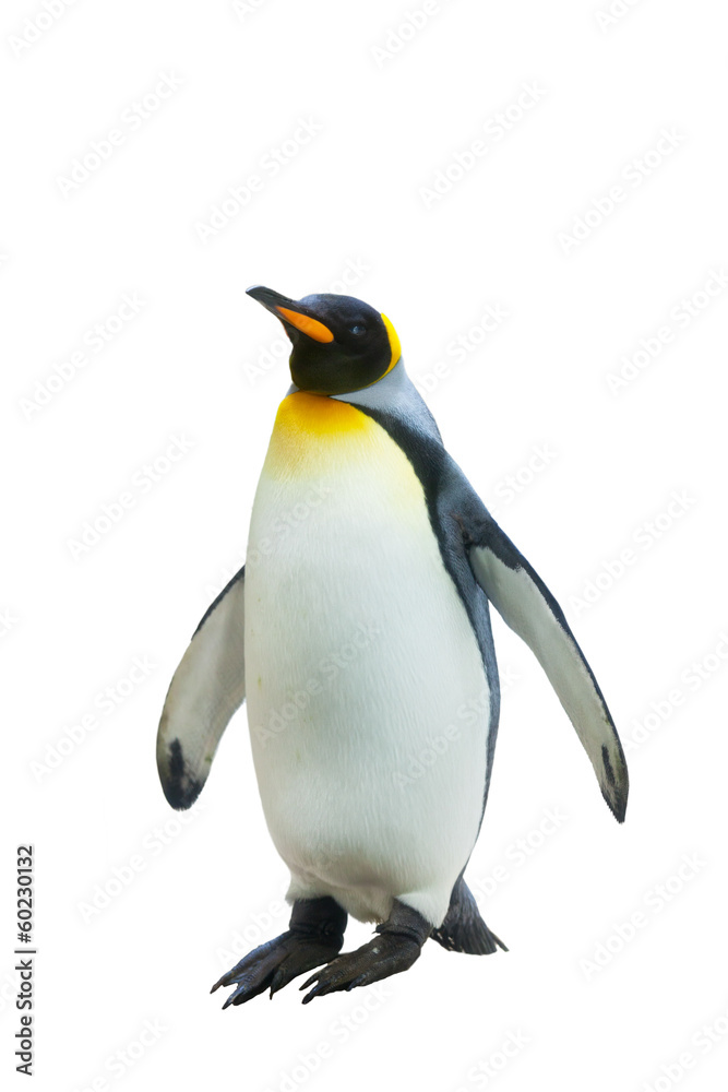 Fototapeta premium Pingwiny cesarskie. na białym tle