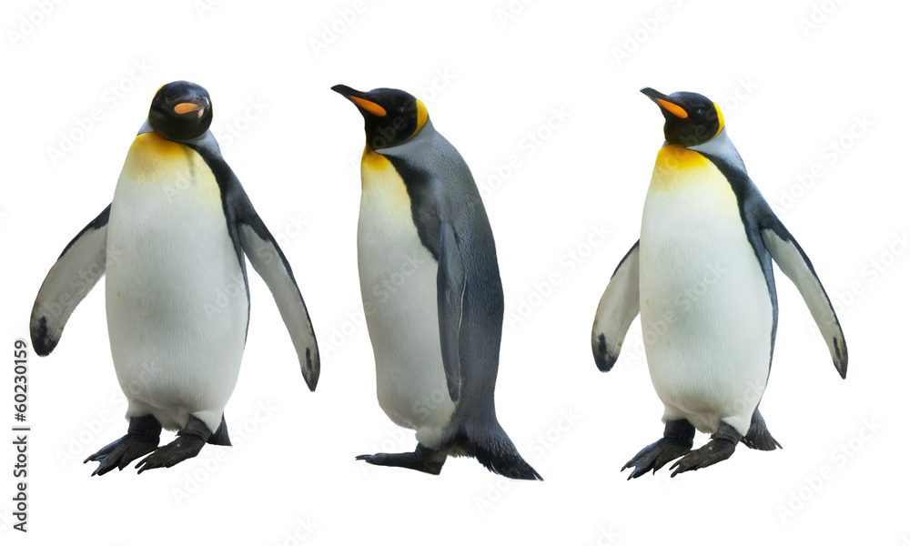 Fototapeta premium Trzy cesarskiego pingwina na białym tle