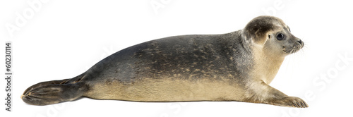 Side view of a Common seal lying, 8 months old, isolated