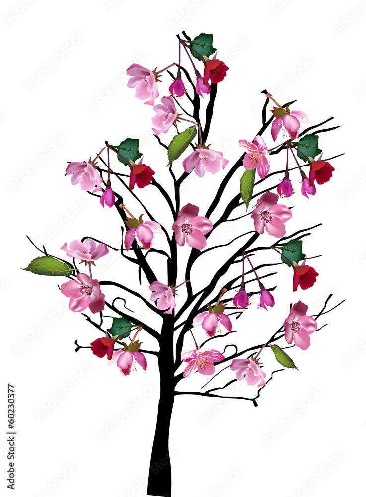 cherry tree with large pink flowers on white cherry tree with large pink flowers on white