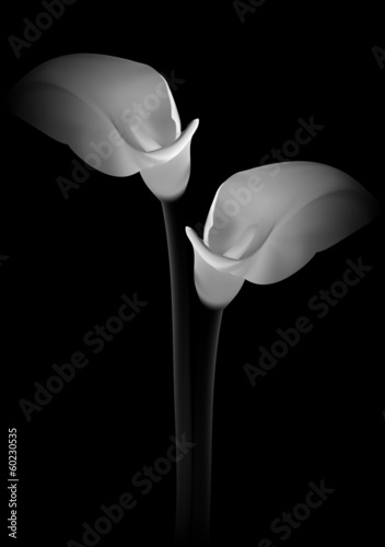 Fototapeta Naklejka Na Ścianę i Meble -  Calla flowers on black background