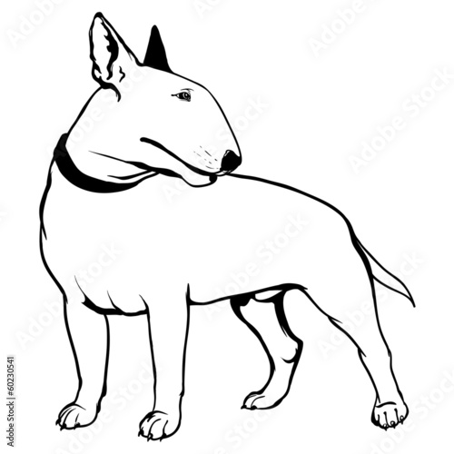 Bull terrier