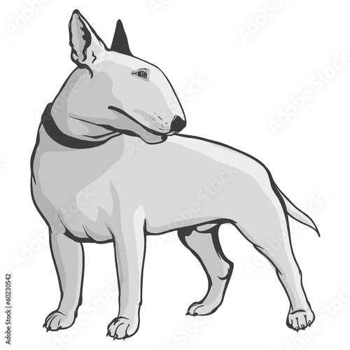Bull terrier