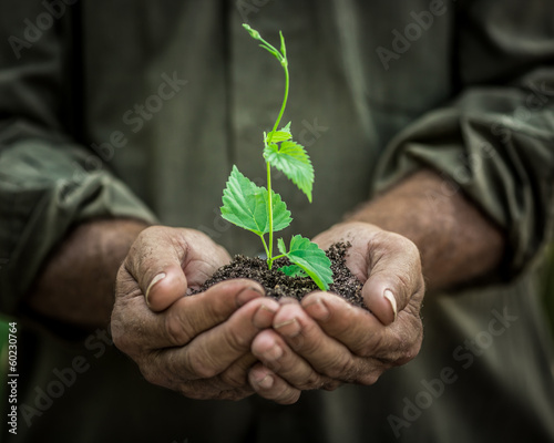 Young plant in old hands against green background