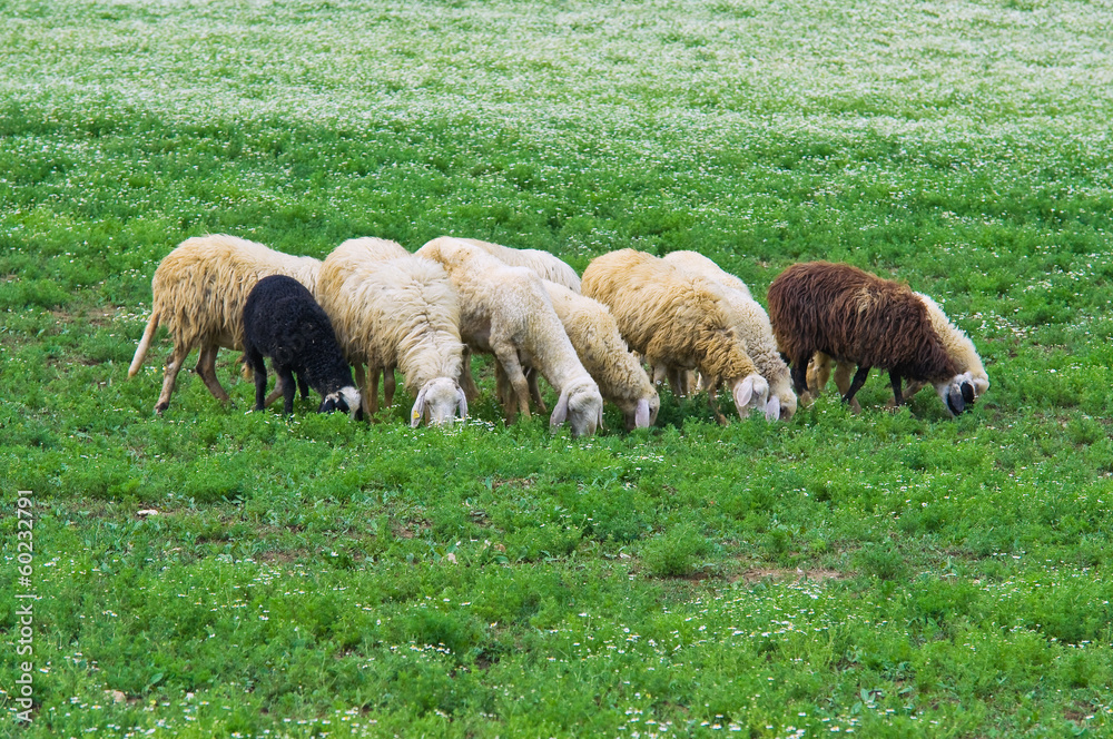 Obraz premium Herd of sheep.
