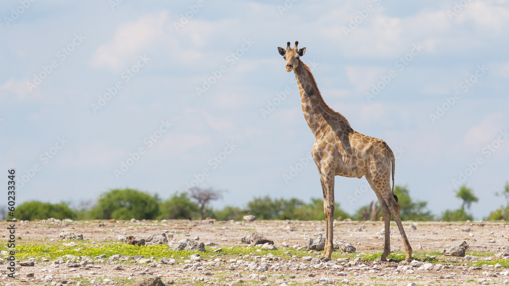 Fototapeta premium Giraffe in Etosha, Namibia