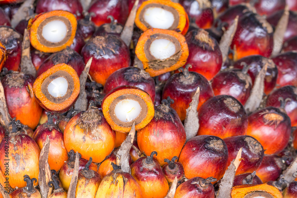 Palm Oil Fruits