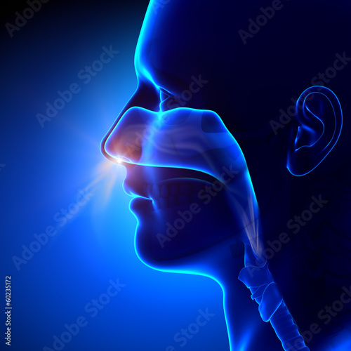 Sinuses - Breathing / Human Anatomy photo