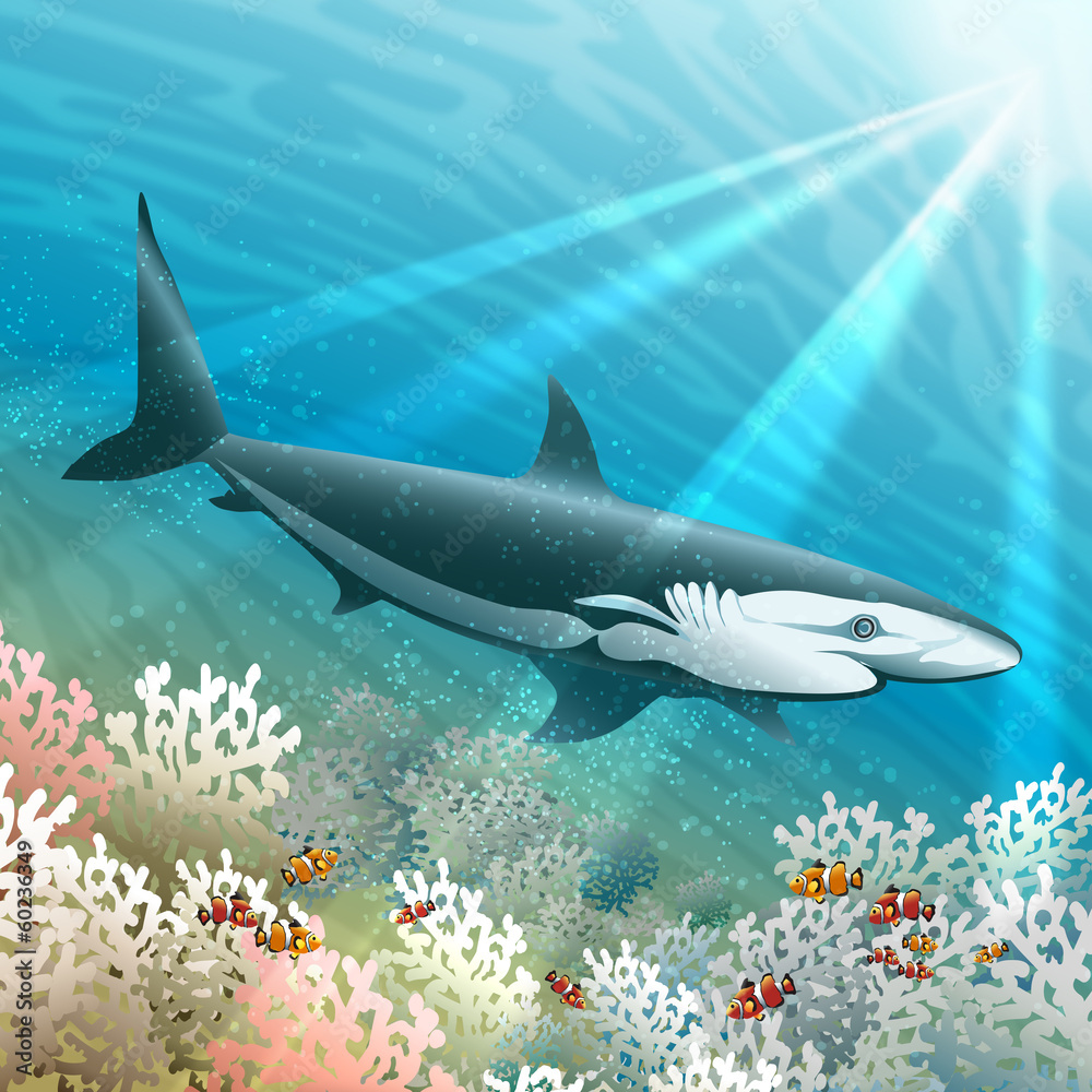 Fototapeta premium The shark floats over a coral reef