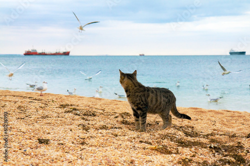 Photography Cat watching seagulls on the beach