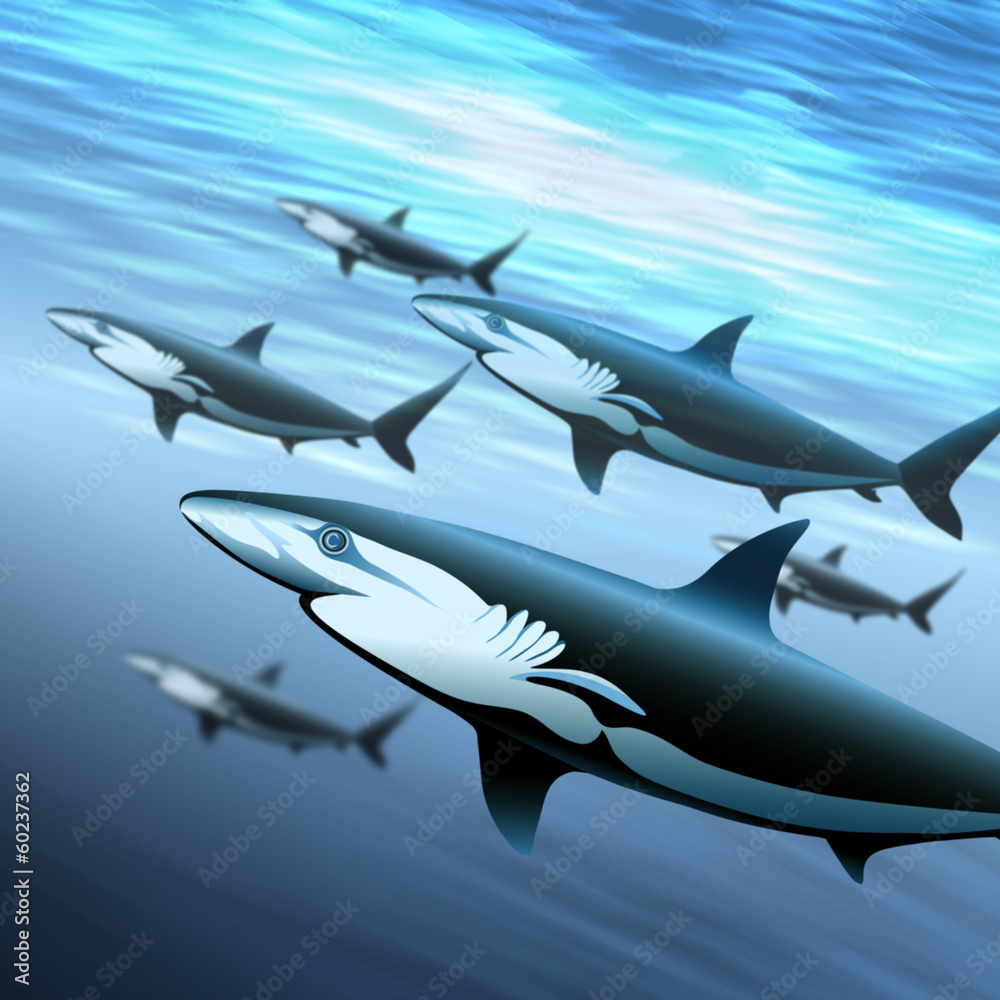 The sharks patrol The sharks patrol