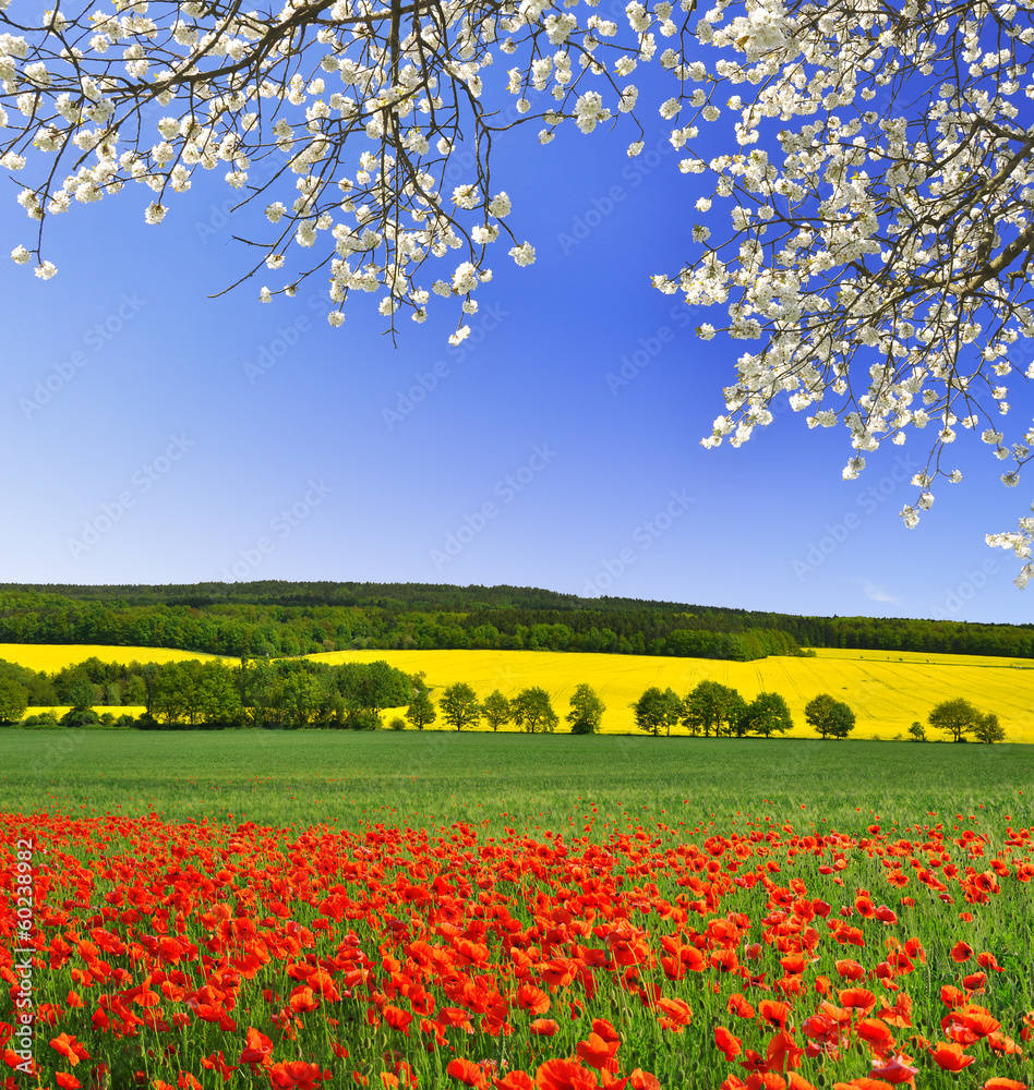 Obraz premium spring landscape with red poppy field