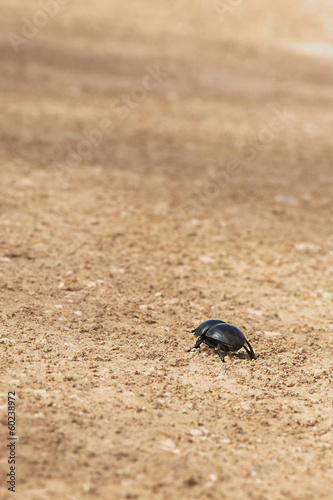 dung beetle © elsahoffmann