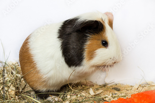 Guinea pig washes .