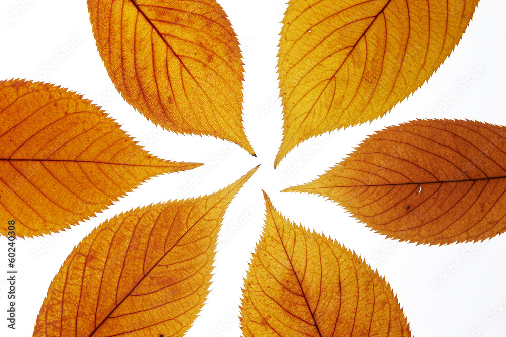 Fall maple leaves background Fall maple leaves background