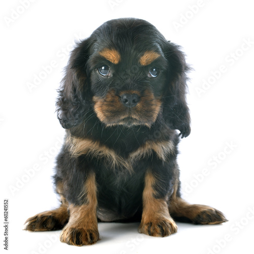 Fototapeta Naklejka Na Ścianę i Meble -  puppy cavalier king charles