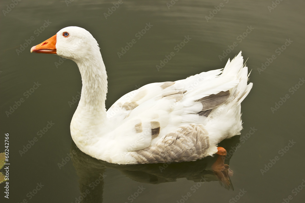 Fototapeta premium White goose