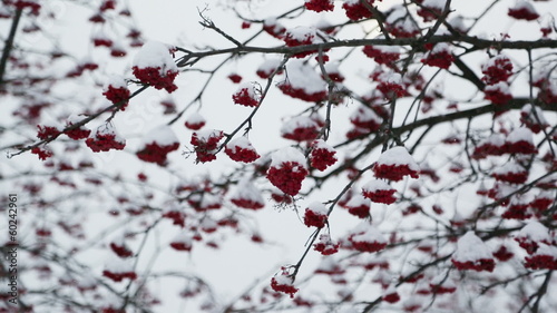 ash-berry red branches under snow at winter