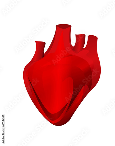 human heart
