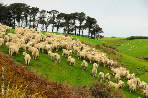 Sheep in new zealand