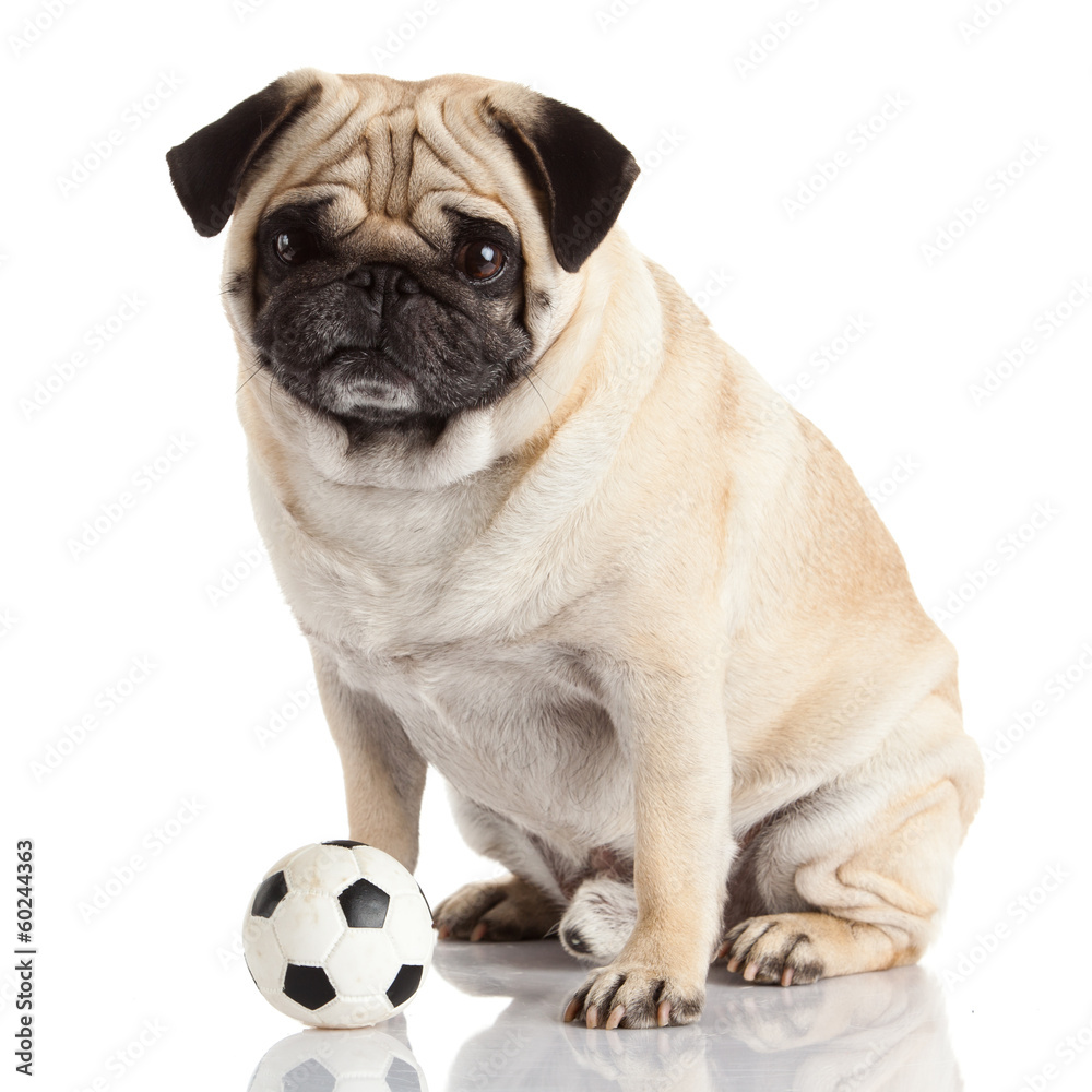 pug dog isolated on a white background pug dog isolated on a white background