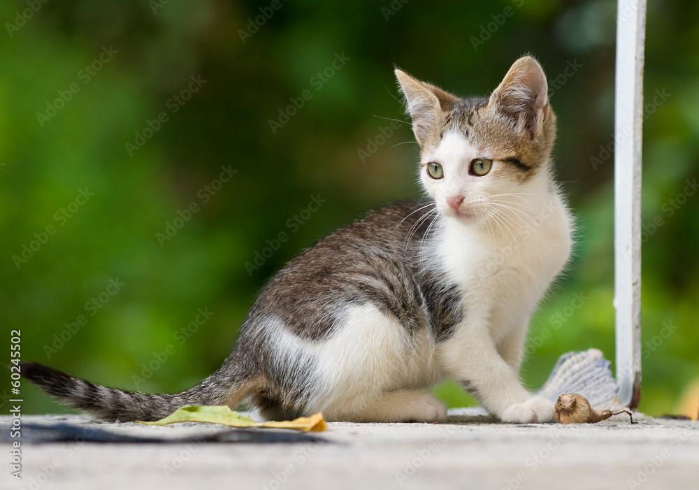 kitten playing kitten playing