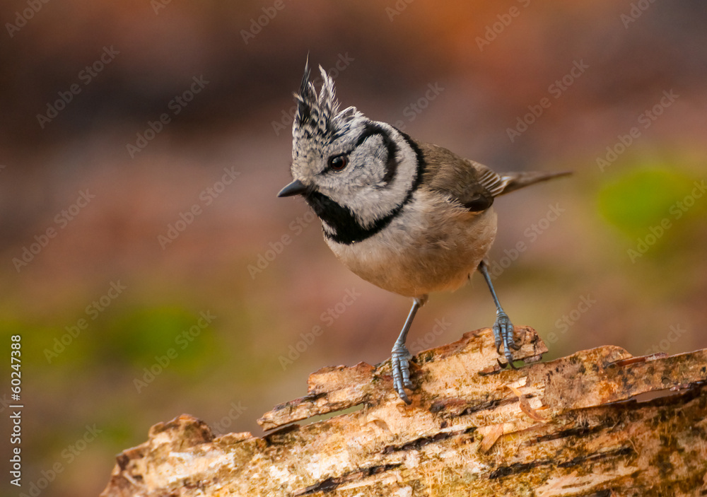 Crested tit