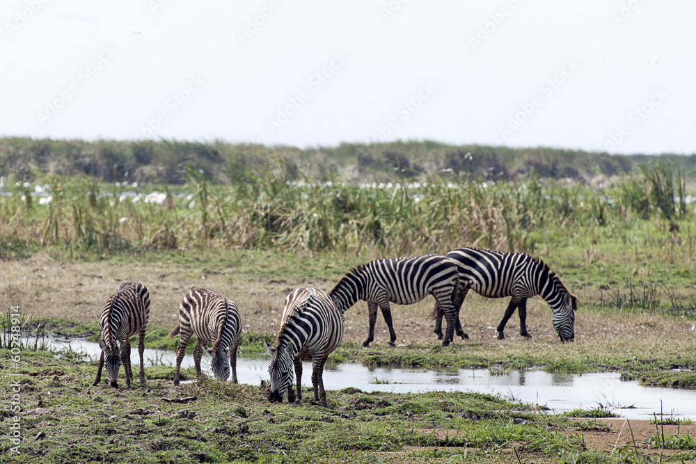 Obraz premium Zebra in Tanzania