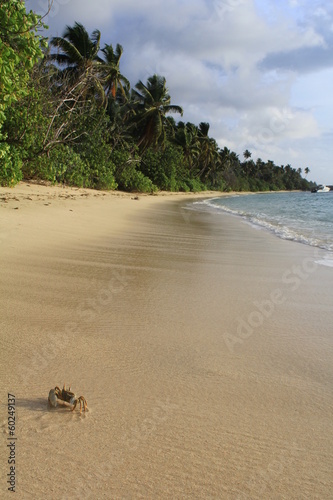 crabe sur la plage photo