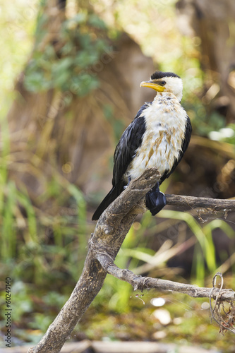 Black and white bird