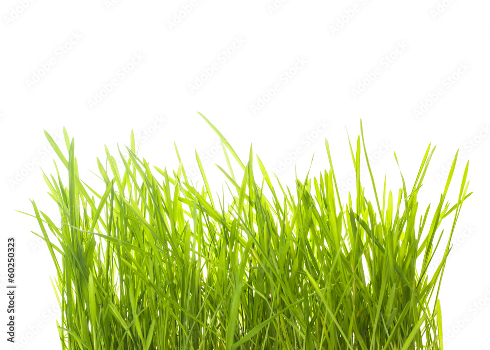 Fototapeta premium Green grass isolated