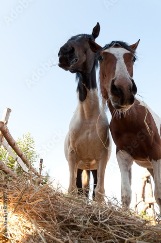 Fototapeta Naklejka Na Ścianę i Meble -  horses eat hay.