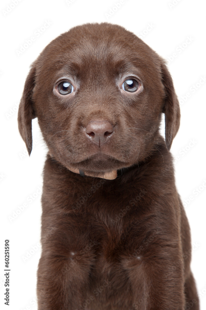 Funny brown Labrador puppy