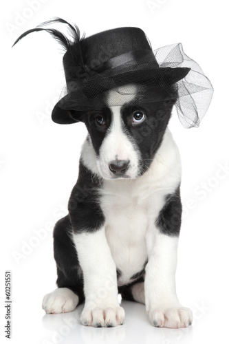 Central Asian shepherd puppy in fashionable hat