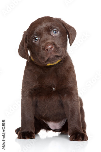 Chocolate Labrador puppy