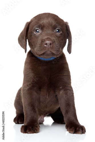 Labrador puppy sits on white background