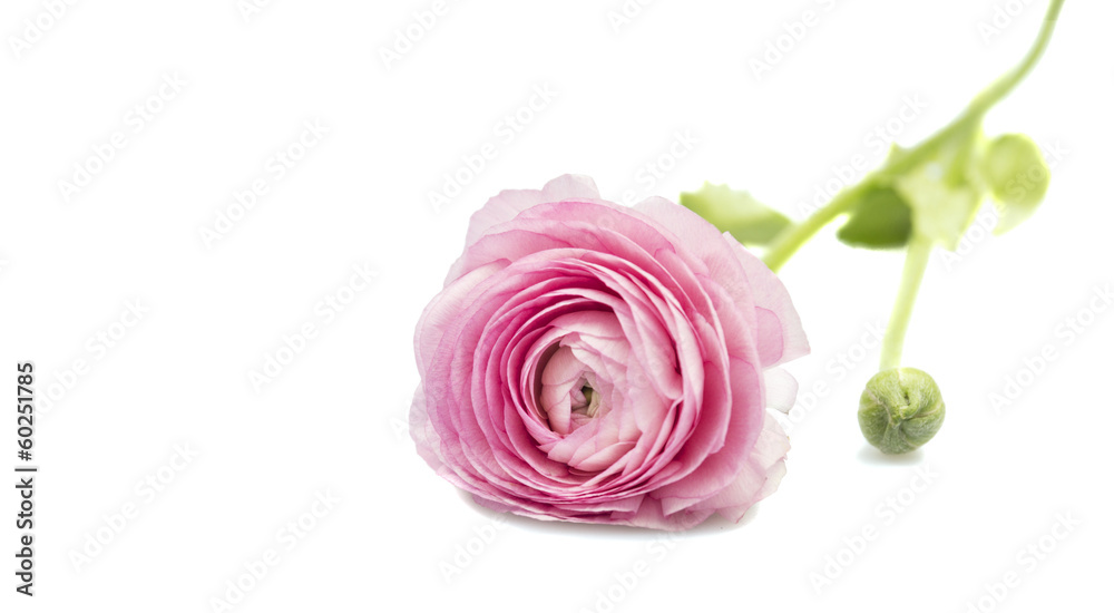 Buttercup spring flowering bulbs, white background Buttercup spring flowering bulbs, white background