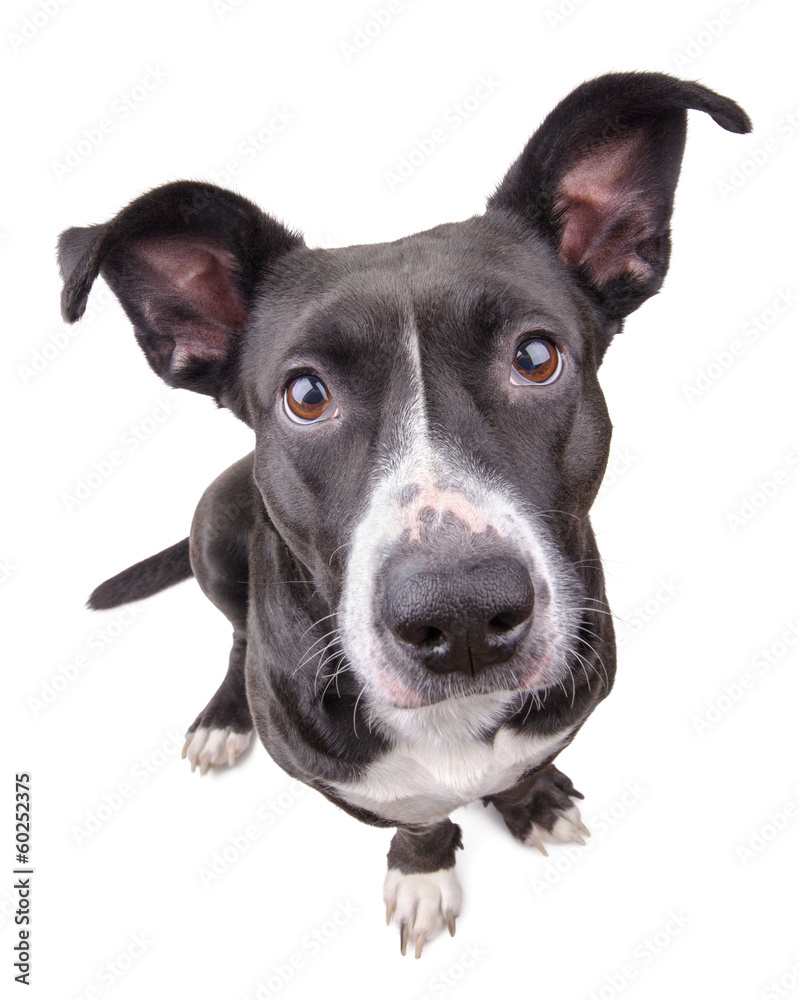 Black cute dog looking at camera isolated on white background