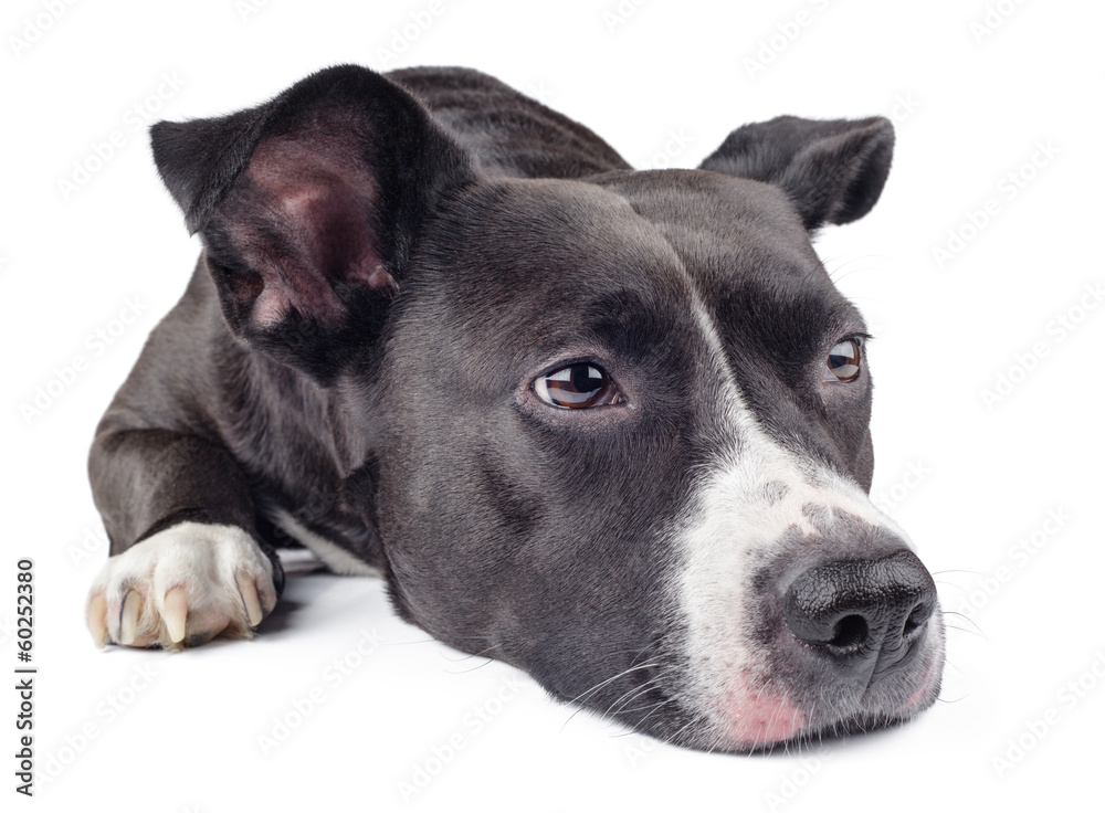 hungry black dog ​​looking away isolated on white background