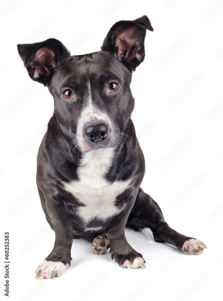 Cute black dog looking at camera isolated on white background