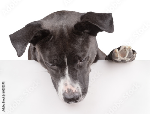 Black dog looking down and leaning on panel isolated on white