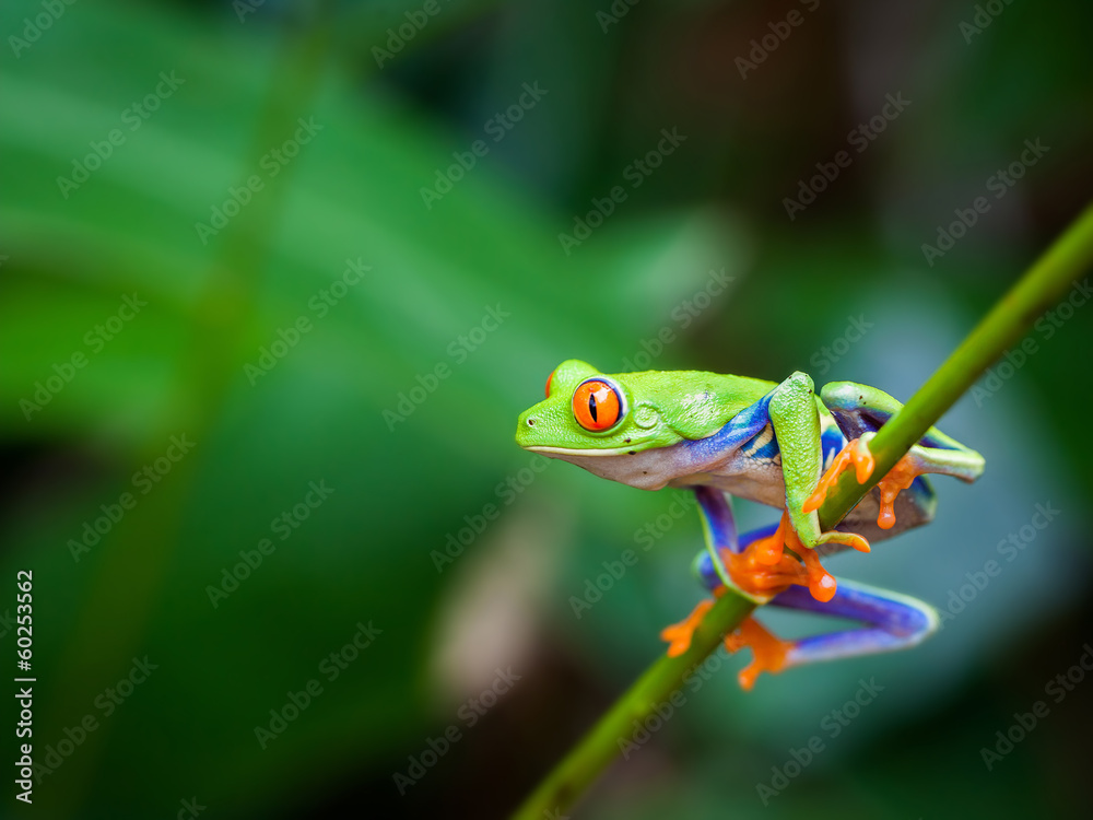 Obraz premium Czerwona żaba