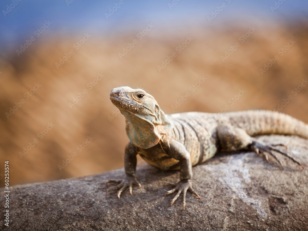 Naklejka premium Lizard on the rock