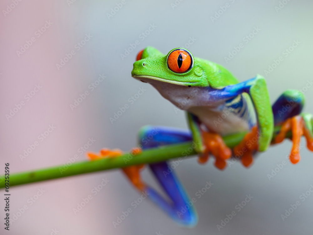 Obraz premium Red eye frog