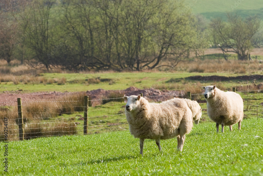 Healthy sheep and livestock, Idyllic Rural, UK Healthy sheep and livestock, Idyllic Rural, UK